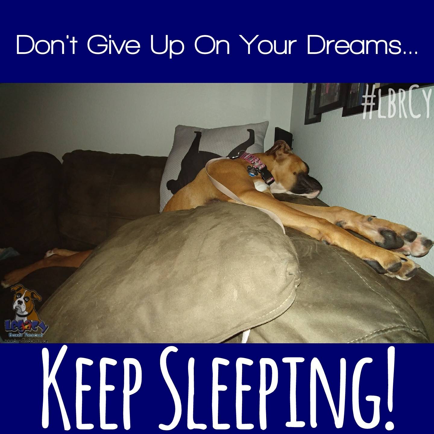 Legacy Boxer Rescue on Twitter: Legacy Boxer Rescue on Twitter: