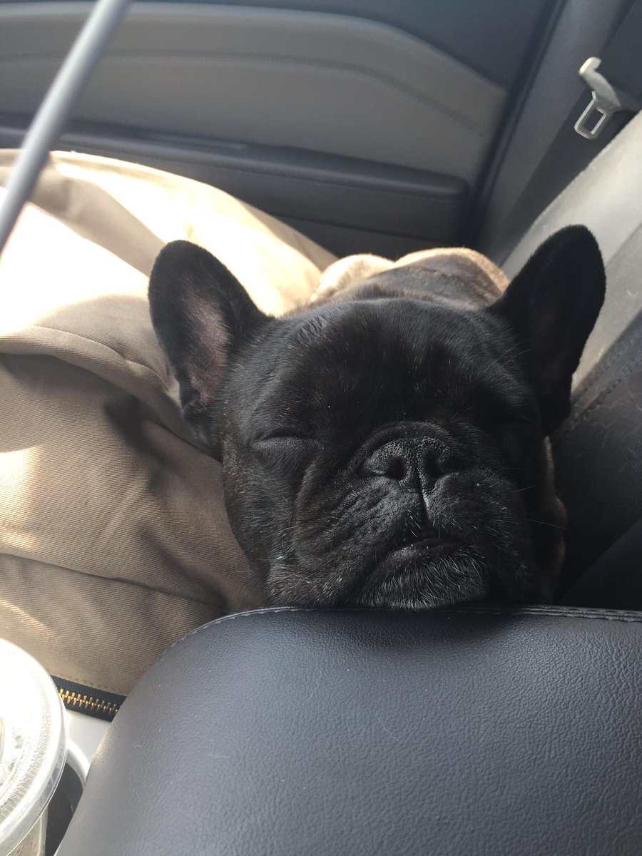 carsdotcom's tweet photo. It’s #NationalDogDay, and we’re sharing some of our favorite pet safety tips: https://t.co/PzNpWxdahL https://t.co/poPzMssPTF