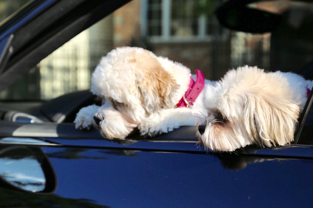 carsdotcom's tweet photo. It’s #NationalDogDay, and we’re sharing some of our favorite pet safety tips: https://t.co/PzNpWxdahL https://t.co/poPzMssPTF