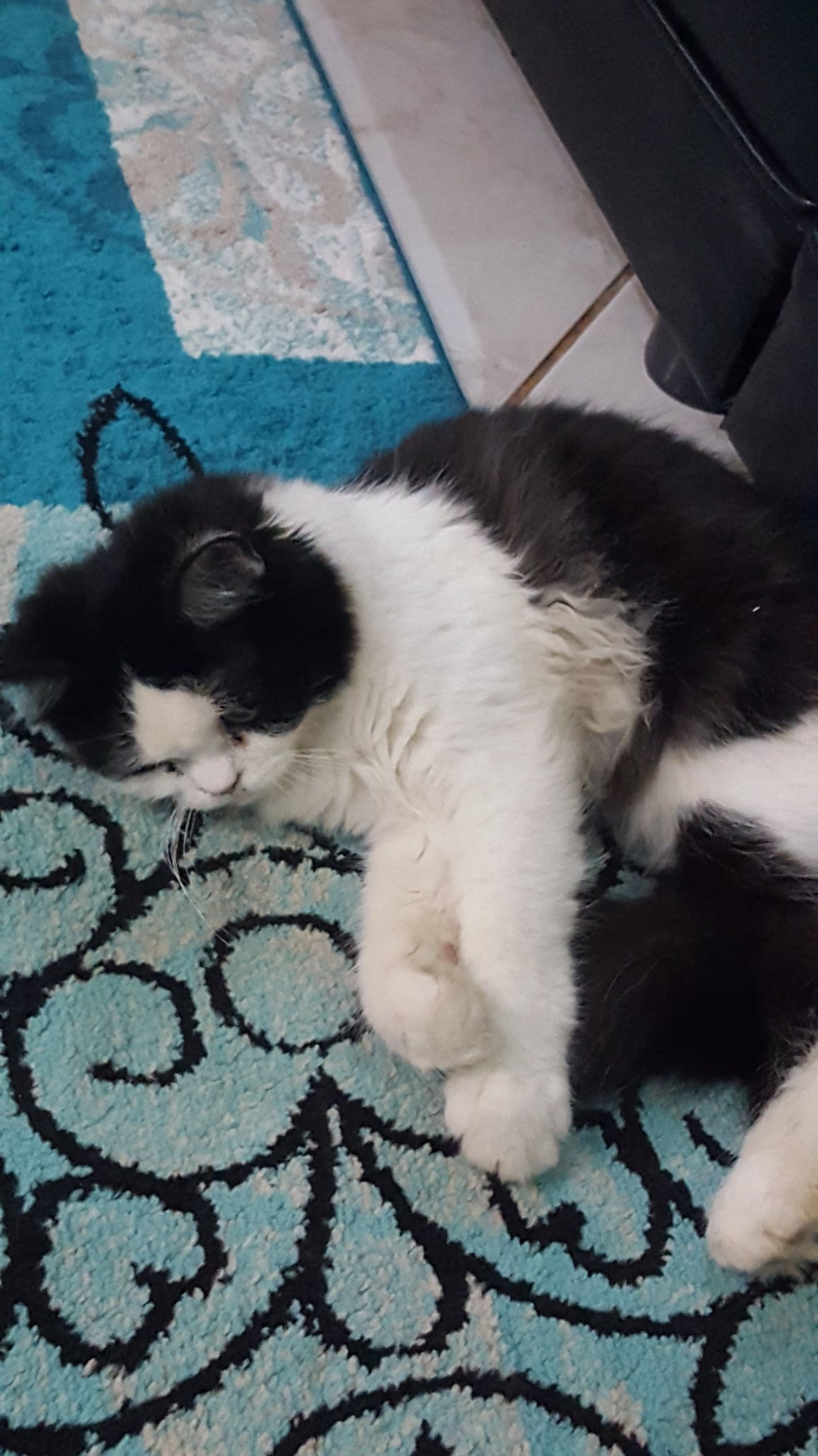 Riyadh_cats (riyadh_cats) / Twitter