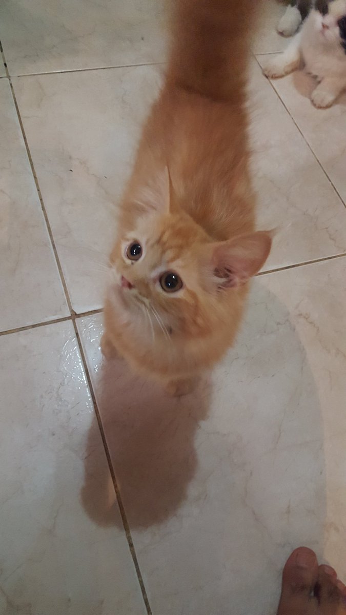 Riyadh_cats tweet media