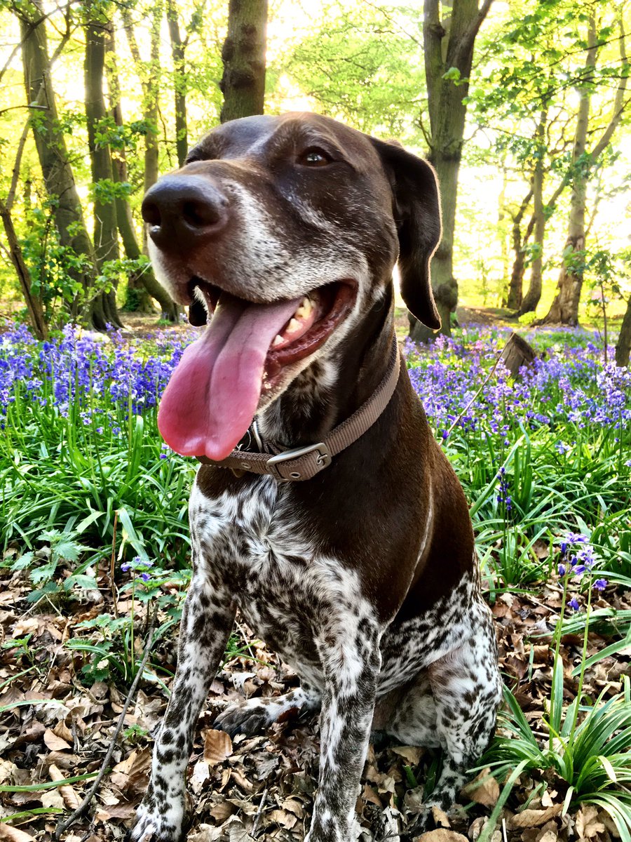 PSoderblom's tweet photo. Happy #nationaldogday 😎🐾 https://t.co/eJPR6lEDAW