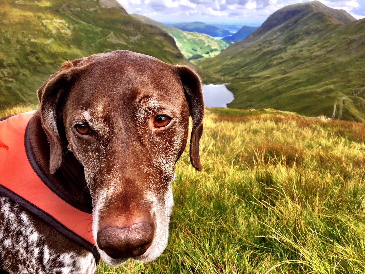 PSoderblom's tweet photo. Happy #nationaldogday 😎🐾 https://t.co/eJPR6lEDAW