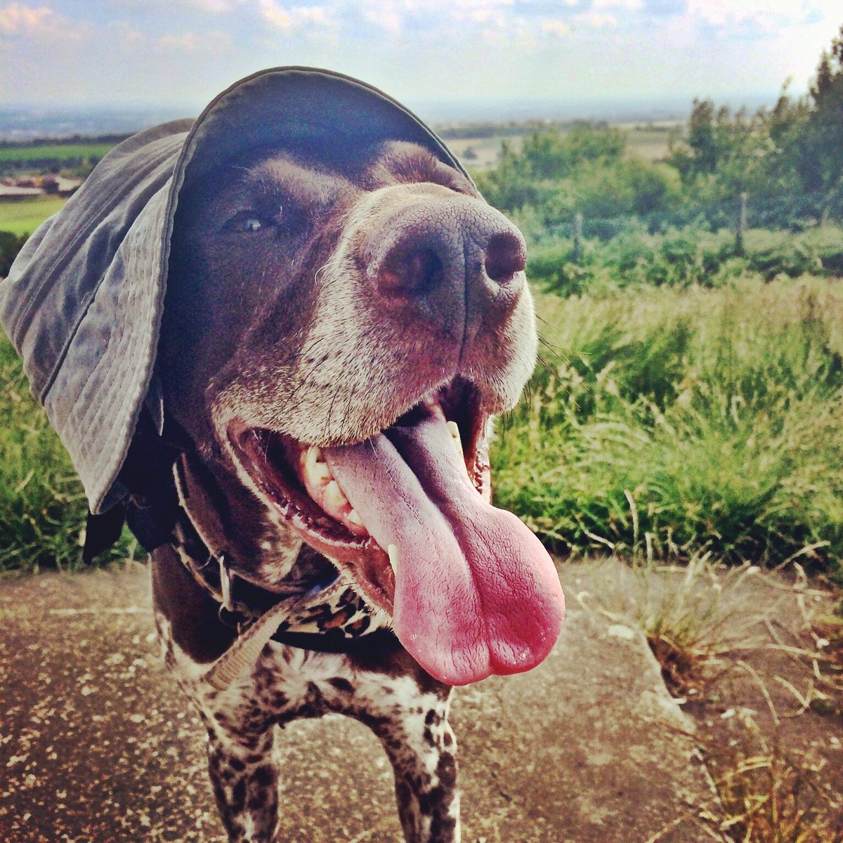 PSoderblom's tweet photo. Happy #nationaldogday 😎🐾 https://t.co/eJPR6lEDAW