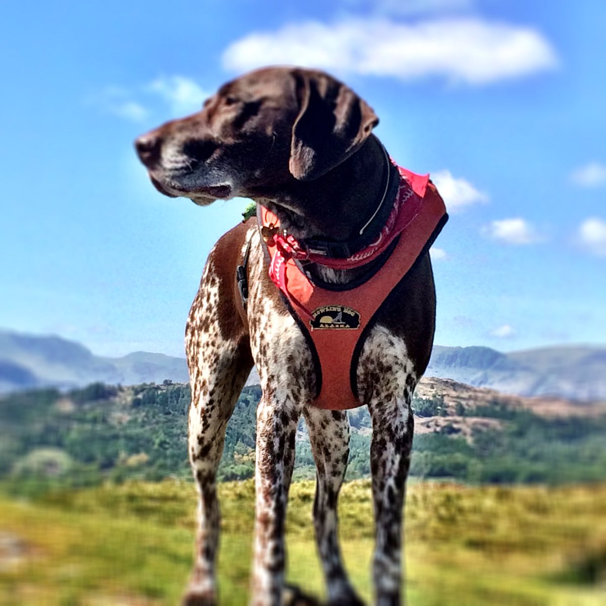 PSoderblom's tweet photo. Happy #nationaldogday 😎🐾 https://t.co/eJPR6lEDAW