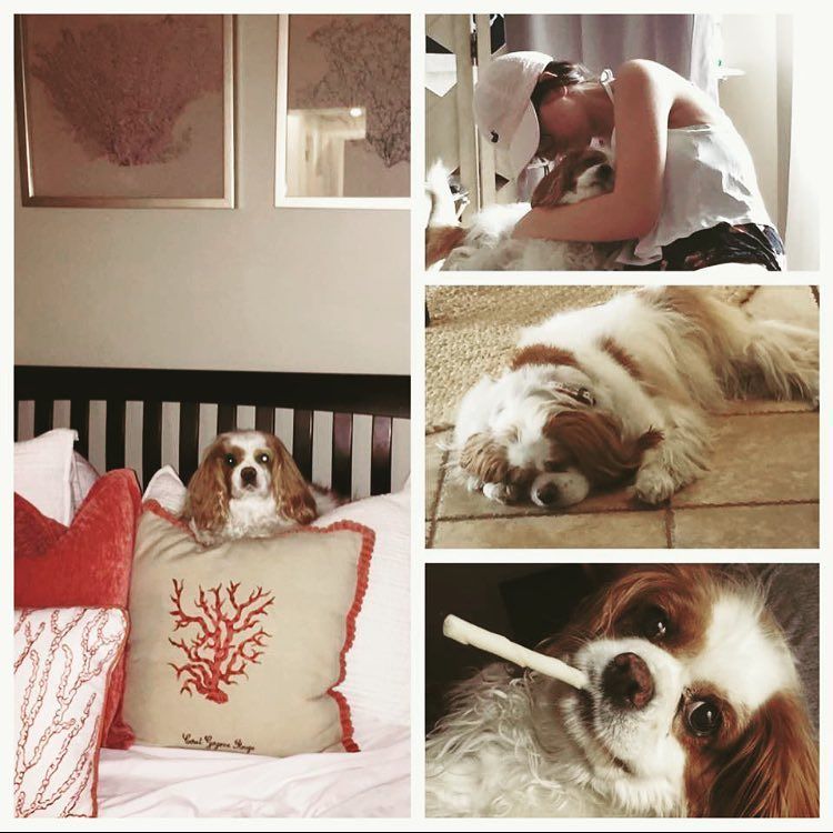 homesoftiverton's tweet photo. Happy National Dog Day 🐶💗 https://t.co/OCz9hTvBYV https://t.co/3xMMl9Q1gj