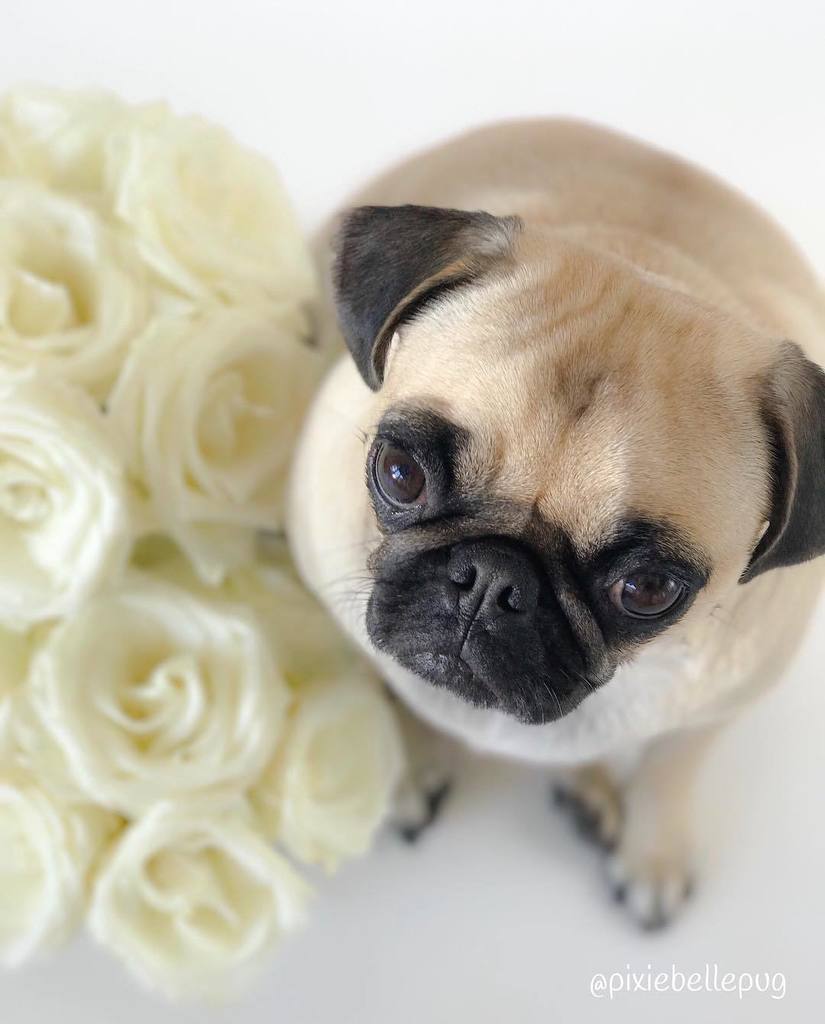 pixiebellepug's tweet photo. Just breathe... 🍃
.
#pixiebellepug #pugs #puglove #pug #pugnation #speakpug #worldofpug #pugbasement #pugsofinstag… https://t.co/XlVxUDKgUz https://t.co/1V46s6xr9b
