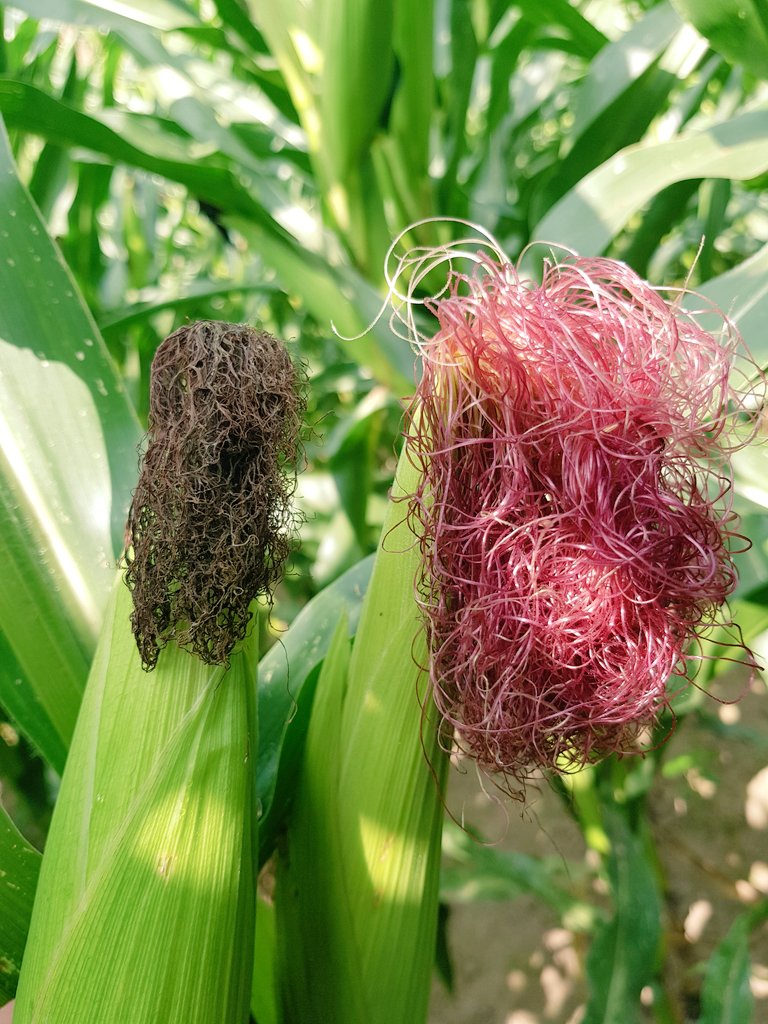 Etienne Agri tweet media