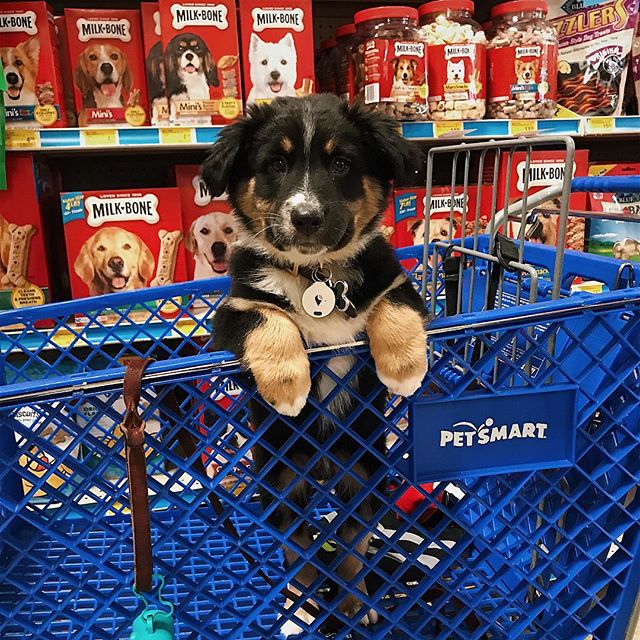 petsmart national dog day