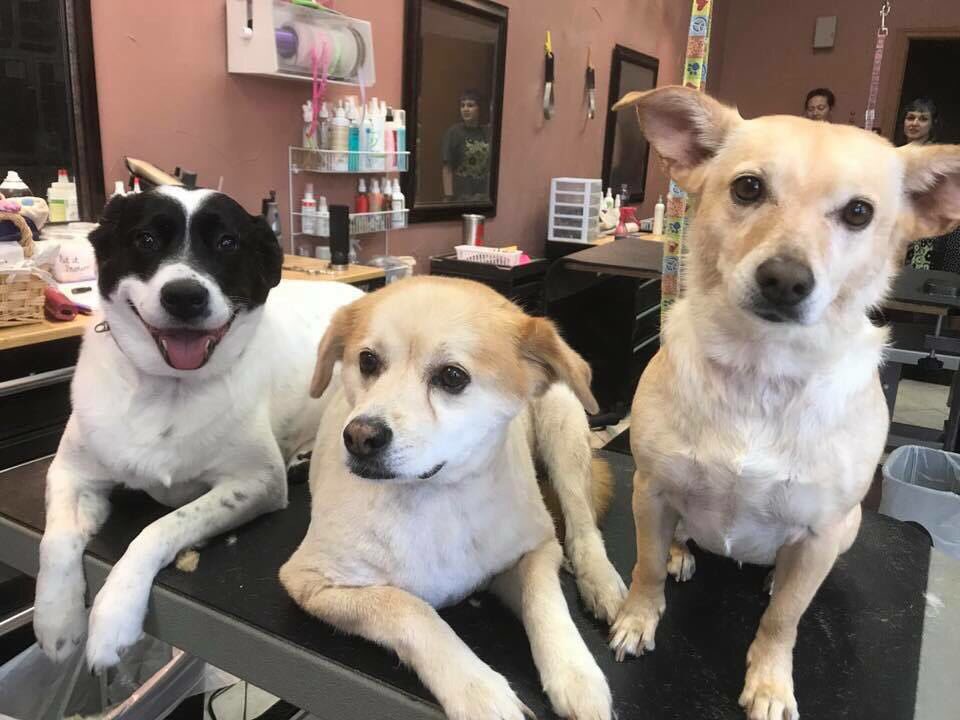 FJQ_CS's tweet photo. #threeblessings Celebrating #NationalDogDay https://t.co/ujDOH3daC7