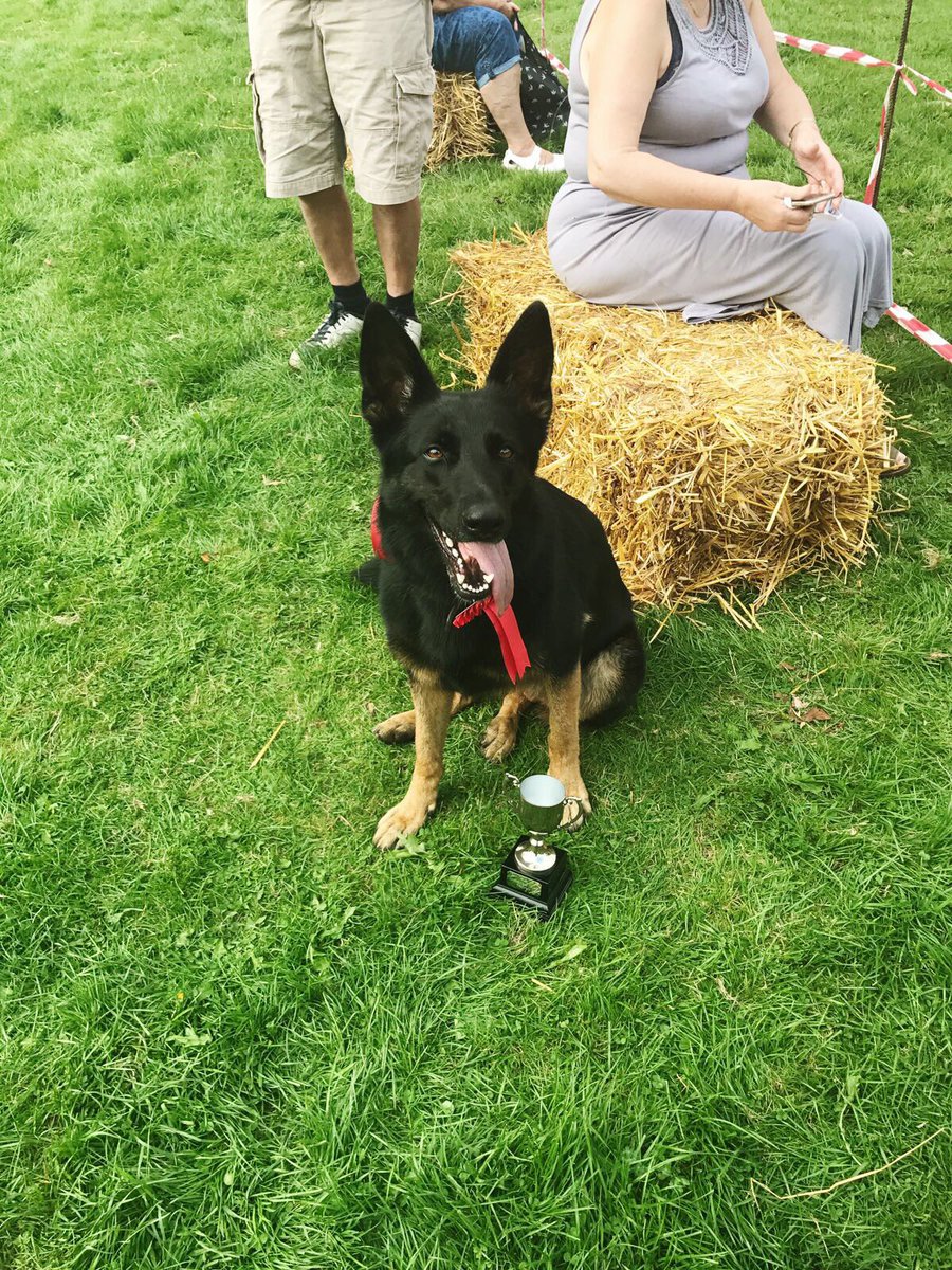 mahon_k's tweet photo. So proud of Pasha winning best in show today at Easenhall fete!!! 👏🥇😍 https://t.co/YyYAg0vF2S