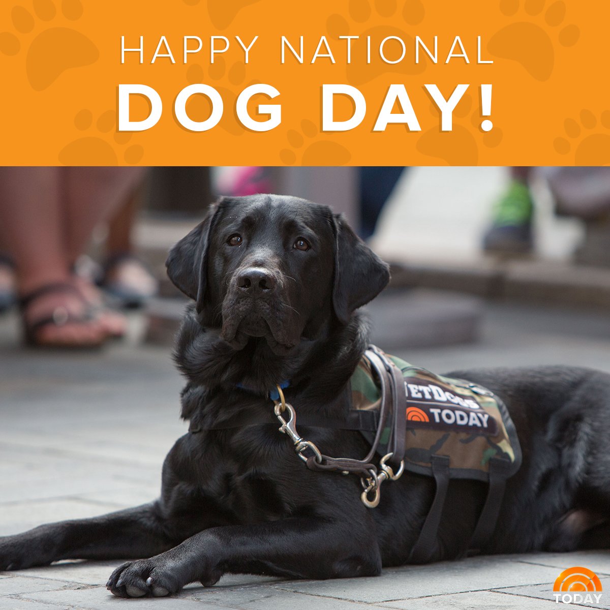 TODAYshow's tweet photo. Make sure to give your pooch a little extra love today! https://t.co/7b3HLibexN https://t.co/BK5V3CxrPx