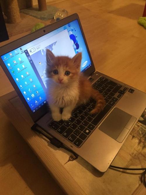 chaturbate's tweet photo. Happy #CATURDAY from @chaturbate ! https://t.co/jv29Z0N42Q #livewebcams #chaturbate https://t.co/IbDVHpId5A
