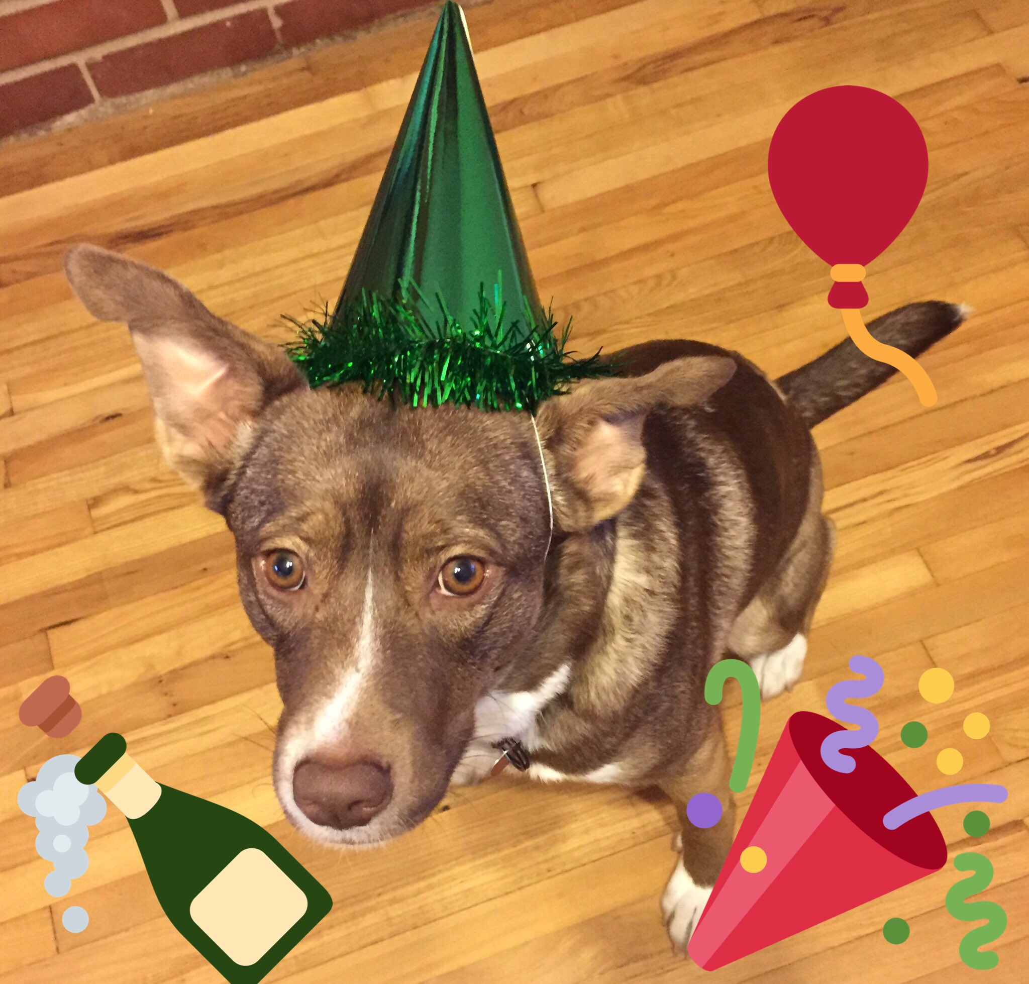 Happy 2nd Birthday, Foxy Brown!!! 