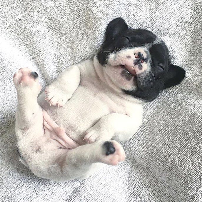 pinchme's tweet image. Me in dog form 💅

#HappyNationalDogDay, PINCHers! 
Comment and tell us: What do you love most about your dog? 

@porokong