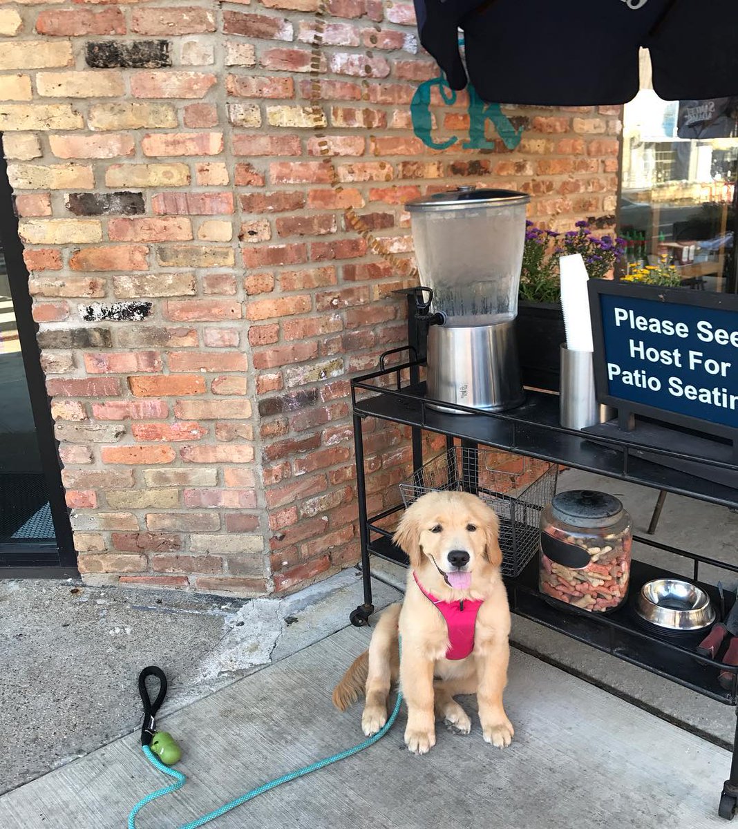 CrosbysKitchen's tweet photo. Wait! It's National Dog Day!? Better swing by and get your best friend a treat like @ladygirl_thegolden did! #NationalDogDay #DogsofLakeview https://t.co/IylXFGDl45