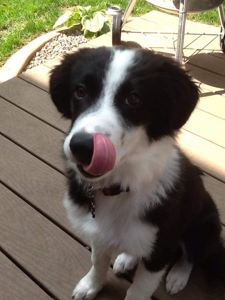 PC Rich Williamson tweet media