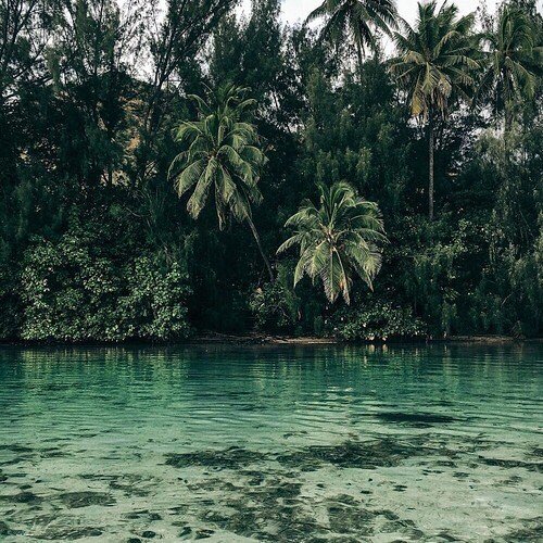 MaxMellifluous's tweet photo. 🌴🌴🌴 #palms #water #ocean #jungle #sea #beautiful #paradise #nature #landscape #amazonas #wideangle #california #cali #westcoast #eastcoast https://t.co/UB1mWhzaJp