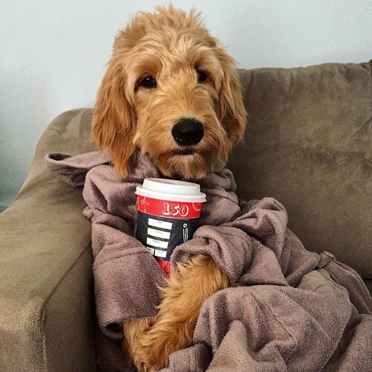 SecondCupCanada's tweet photo. Celebrating #NationalDogDay with our favourite furry friends ๐ถ#SecondPup https://t.co/iPWZe44JoA
