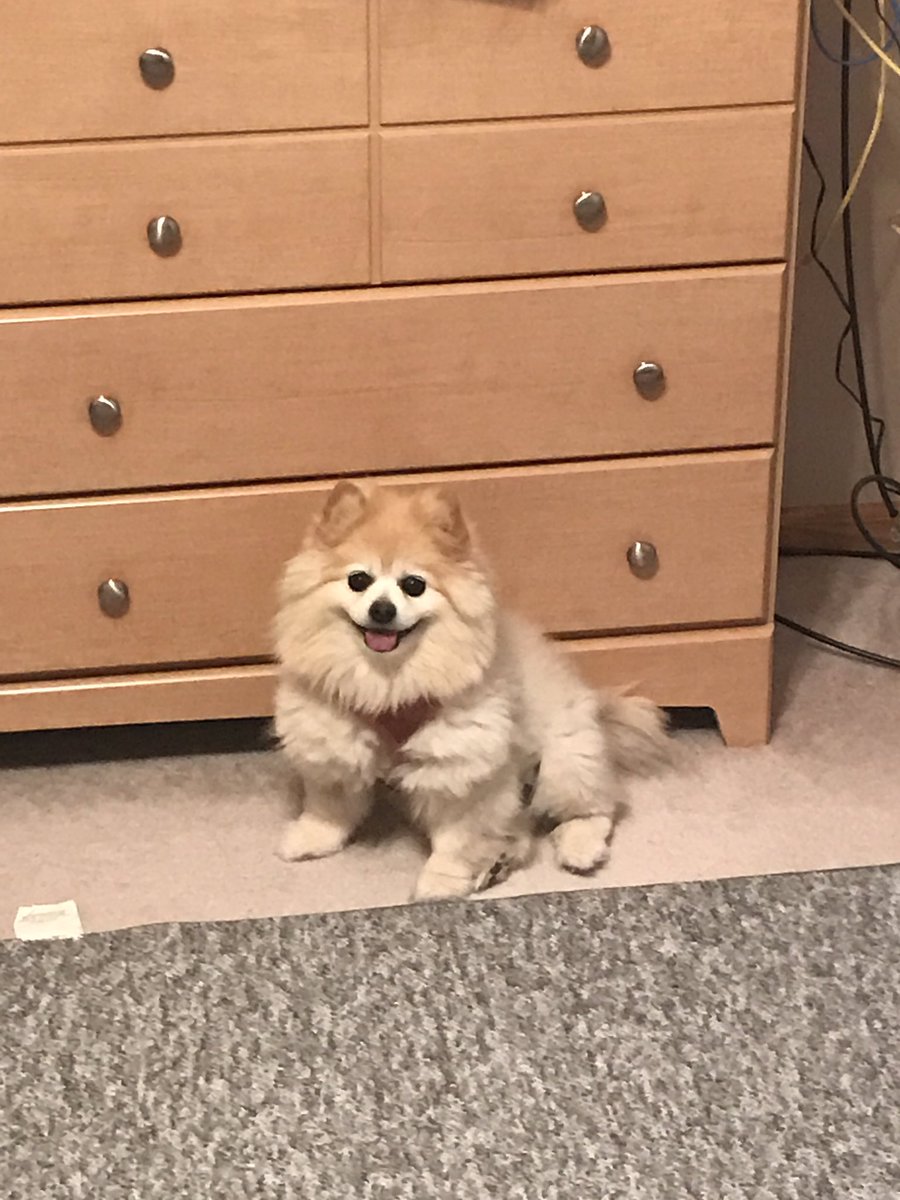 #nationaldogday 💞