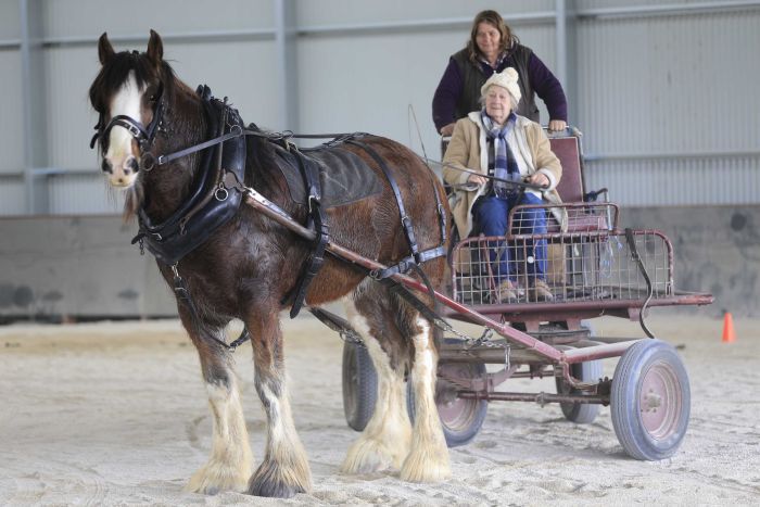 abclandline's tweet image. Diehard #Clydesdale enthusiasts' bid to attract young blood | Story from Tim Lee ab.co/2wQIQNl