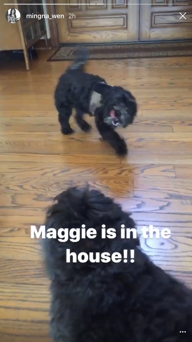 merrykosmos's tweet photo. @MingNa is entertaining Maggie while Lil and Zach are away, I cry #NationalDogDay #AgentJames #AgentMaggie #SHIELDmeansfamily https://t.co/0wCLYn2CgM