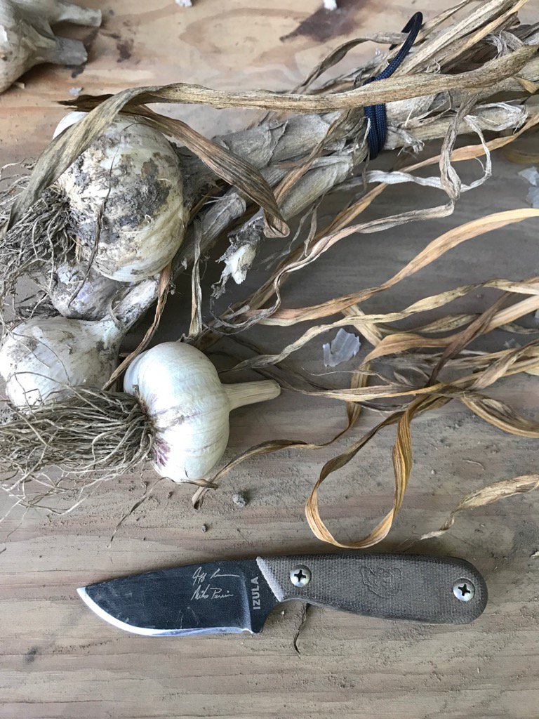 Knifetime_Story's tweet photo. What is your #esee #knife #izula doing today? Mine is processing garlic harvested three weeks ago. https://t.co/gcBHQyGF67