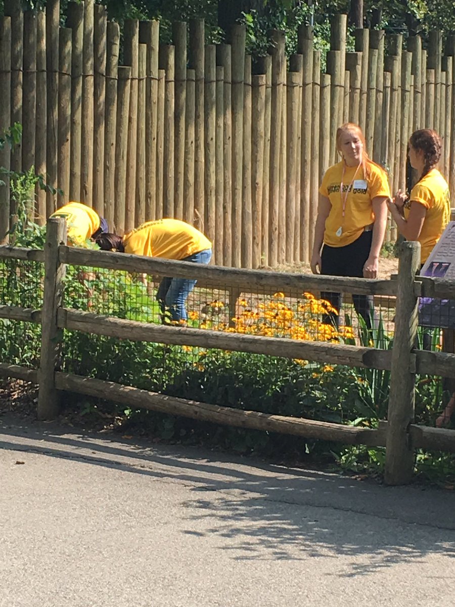 JohnFollaco's tweet photo. Spotted these Golden Eagles while at the zoo with our niece and nephew. Doing work. #SaturdayOfService @brockport https://t.co/j66TFCgzon