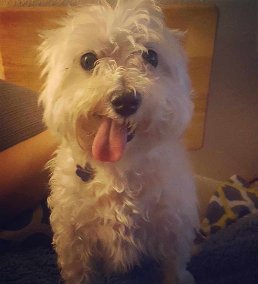 AmandaNicole047's tweet photo. #NationalDogDay to my sweet furbabies!!! ๐ Life would not be complete w/o them!! โค #MollyBelle #MaxMoo #CocoaChanel #Chihuahuas #Maltese https://t.co/XTXgKwQ7mR