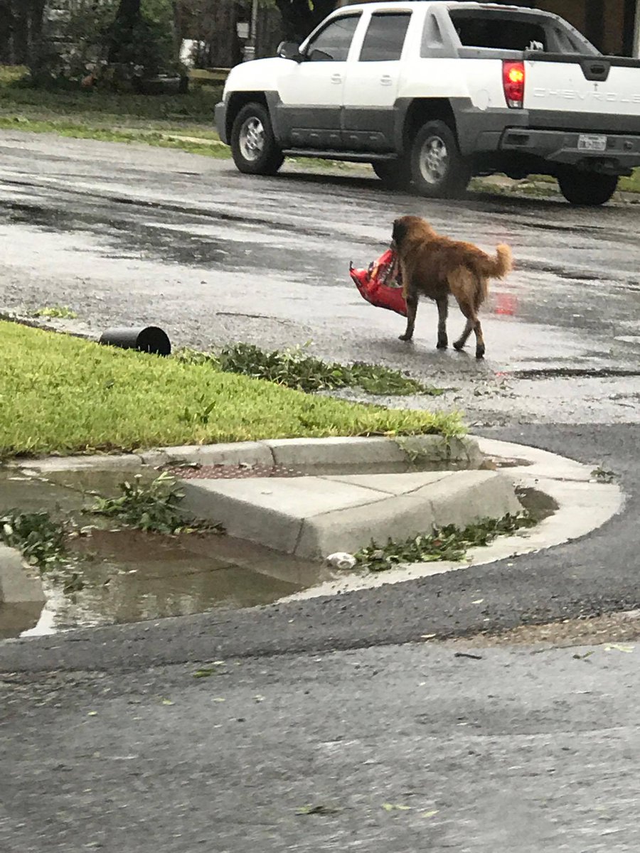 Photo appears to show a dog carrying a bag of dog food through the streets of Sinton, Texas (via Tiele Dockens)
