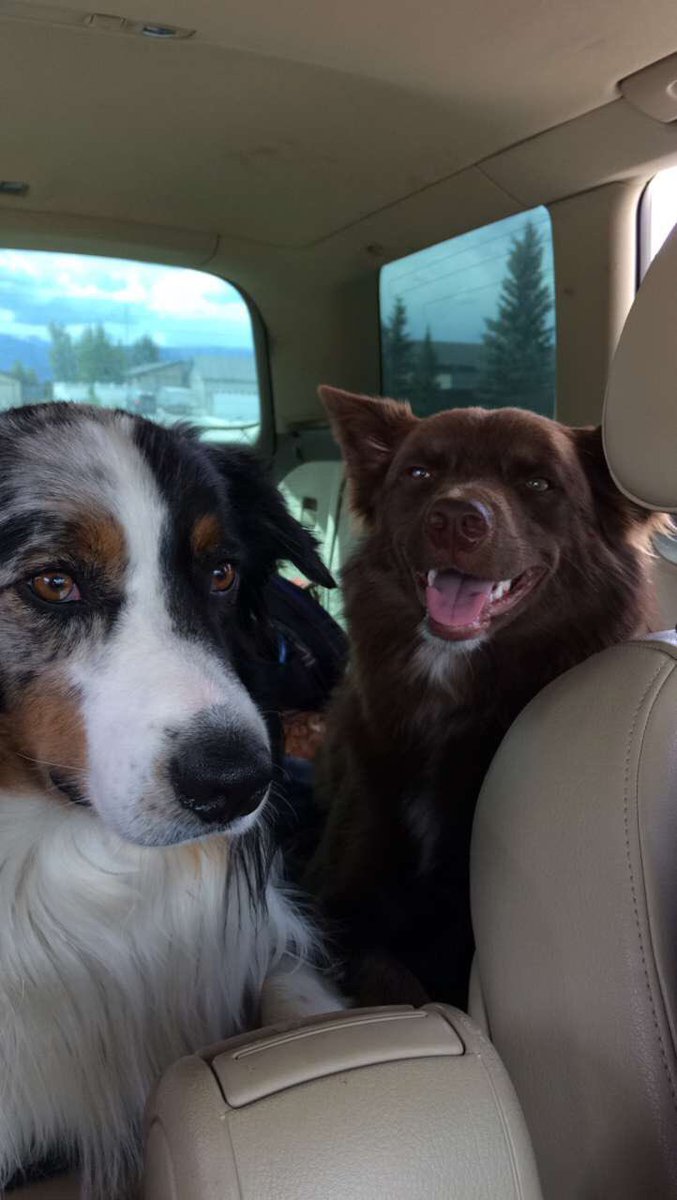 rowdyteal's tweet photo. #NationalDogDay. This lil brown betch. https://t.co/pFXRTI4Y4S
