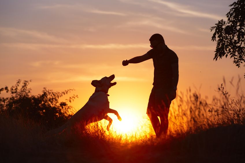 petvanlines1's tweet photo. Happy #NationalDogDay! Go out and play with your beloved #dog this weekend and share a pic of your fun times. #mansbestfriend https://t.co/TqdVbdIryR