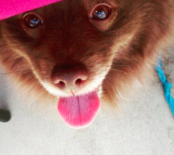 MalarkeyFried's tweet photo. Happy National Dog Day! Adoption never looked so cute. 😘#NationalDogDay #Adopt #AnimalHumaneNM #Watson #DrWatsonTheBearDog https://t.co/9qrzTaws9h
