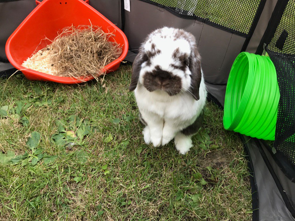 Bertie Bunny tweet media