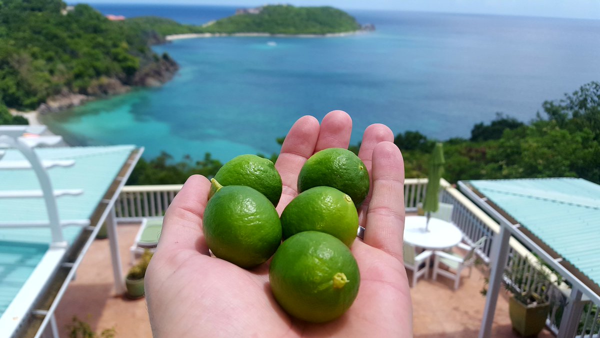 🎶The island gives us what we need🎶 In this case lime for my beer! #IslandLife #fruit #usvi #stjohn #virginislands #OrchidVilla