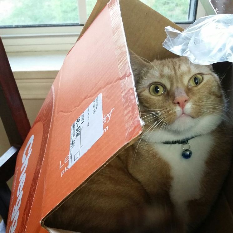 BrookeRanae13's tweet photo. Loki is pretty excited about our box from @Chegg 😂😍 #JustTheBoxThough #LilLoki #LOML https://t.co/Pu1QifjbXR
