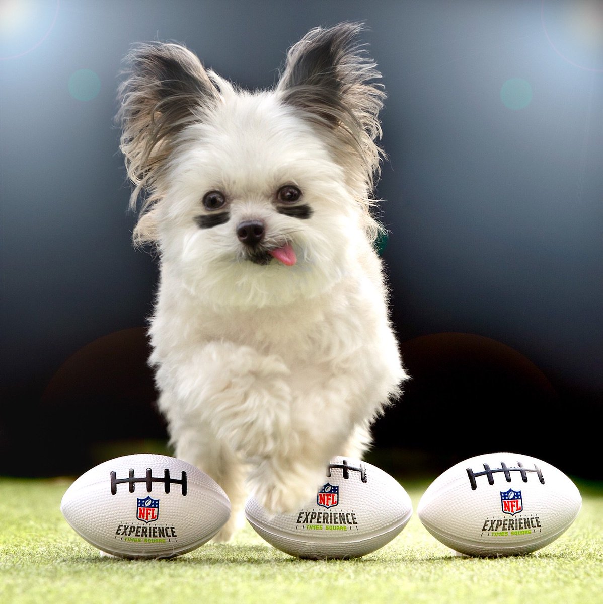 NorbertDog's tweet photo. Touchdown! The NFL Experience Times Square is a permanent attraction opening November 2017. @NFLExperience #NFLX #NationalDogDay #partner https://t.co/hurSgjLKx9