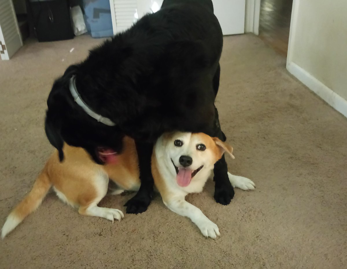 Quang Le tweet media