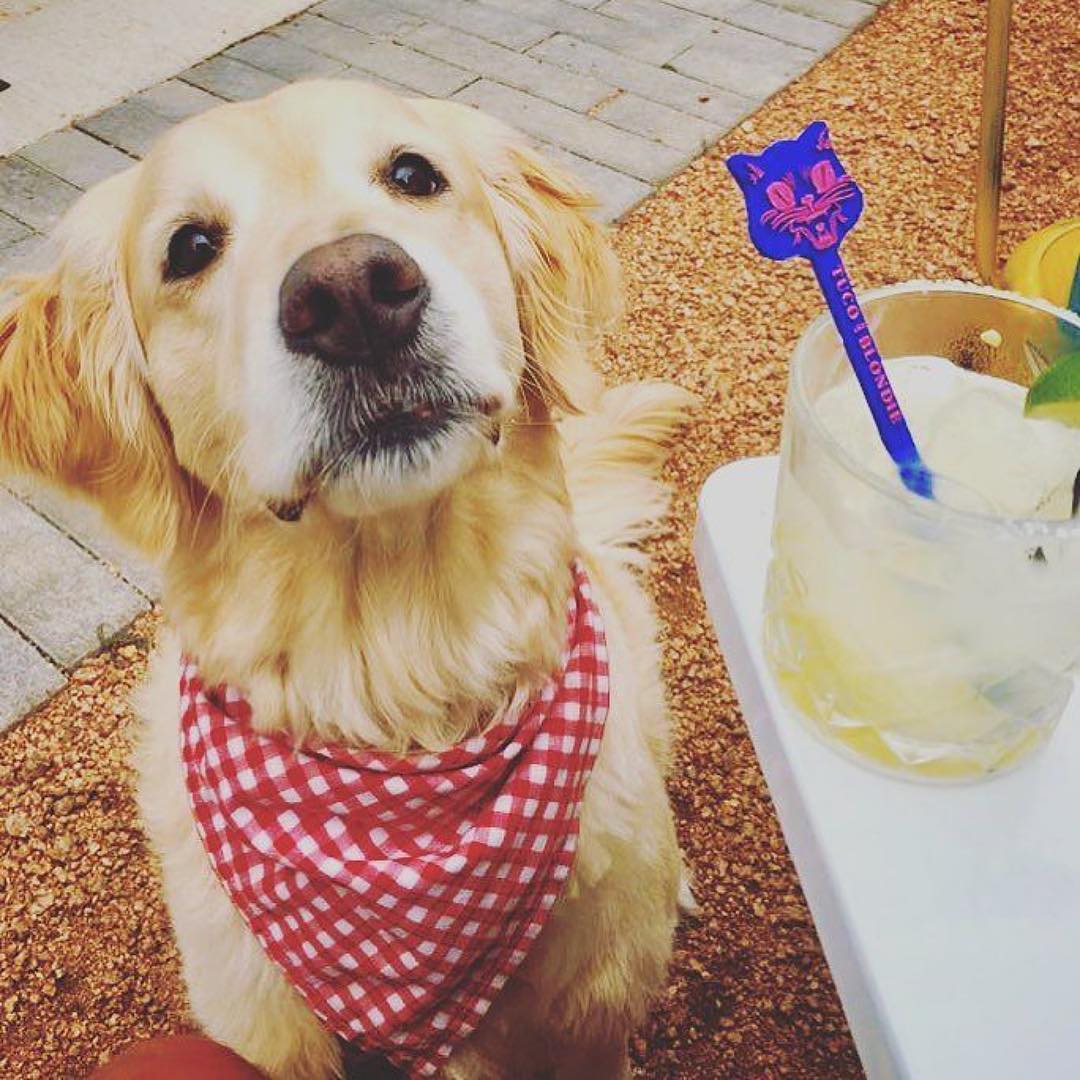 tucoandblondie's tweet photo. Happy National Dog Day Chicago!
#NationalDogDay #DogFriendlyPatios #Dogsoflakeview
📷: @SouthportGolden https://t.co/y4pPl7wiue