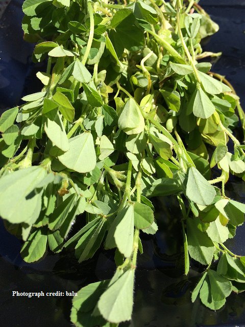 PruthaGoa's tweet photo. https://t.co/Ts8ZgW0YLS 
#GoanRecipes #Goa #Cinnamon #Spices #SpiceUpYourLife #Remedies #Sneezing #Recipes #PruthaGoa #Food  #Fenugreek https://t.co/wM3HuDOiXy