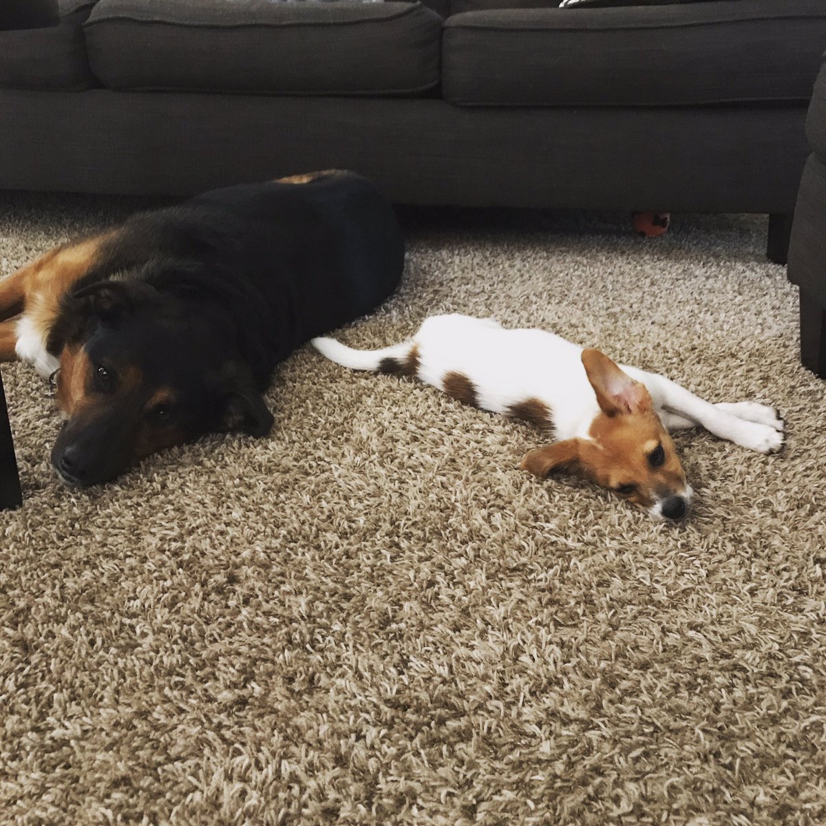 LHSSwim_N_Dive's tweet photo. Happy #NationalDogDay from the Whitmore's pups to yours! @FZNwhitmore https://t.co/1vE1GYEDqn