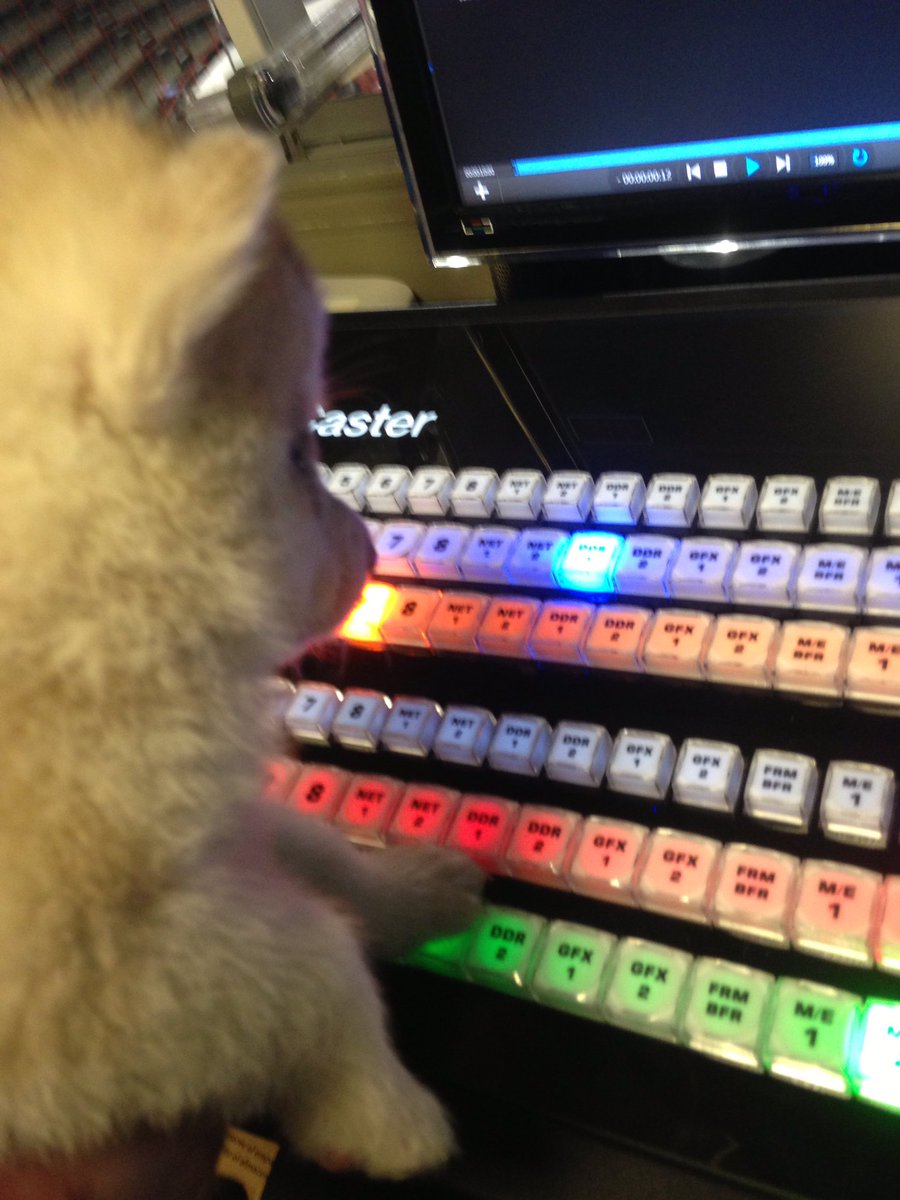 GoNUProductions's tweet photo. We're trying out some new GoNUxstream staff for this @GoNUathletics season #NationalDogDay #GoNU https://t.co/QGBKI1eCou