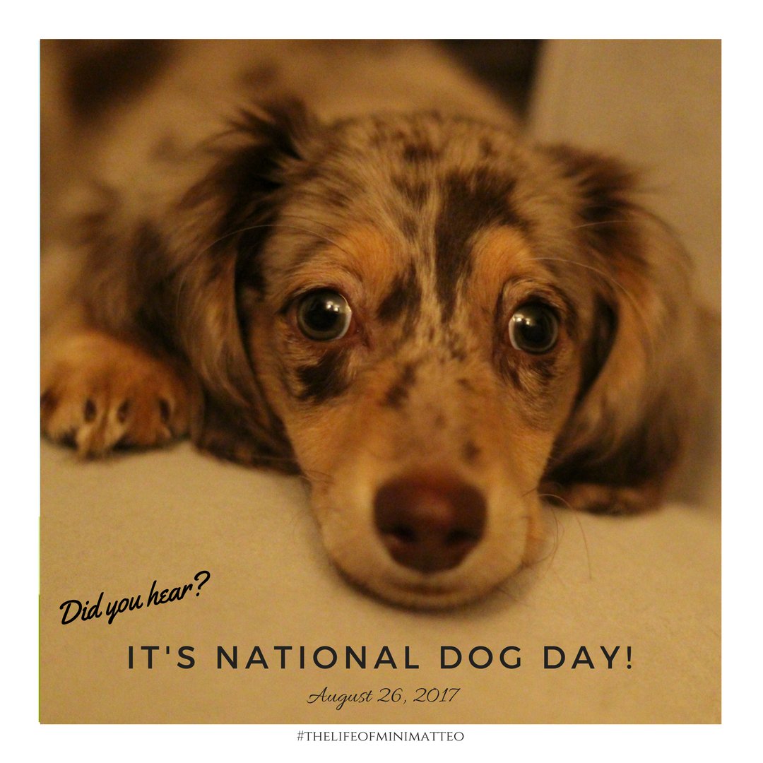 RayNorrisDesign's tweet image. Happy #NationalDogDay!  Be sure to spoil your little one today. #thelifeofminimatteo