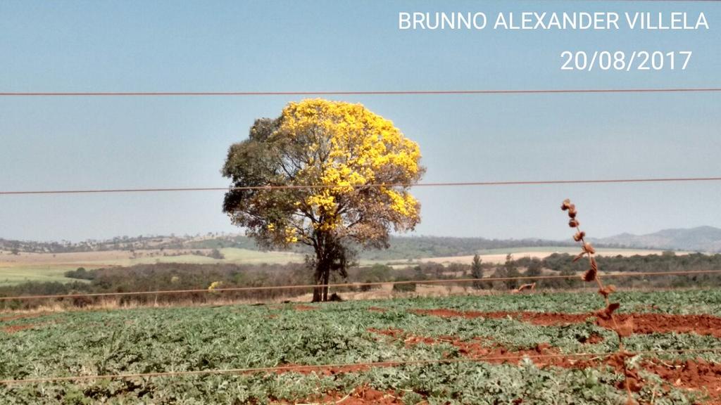 Zebunitinho07's tweet image. Maravilhoso esse ipê híbrido!!!