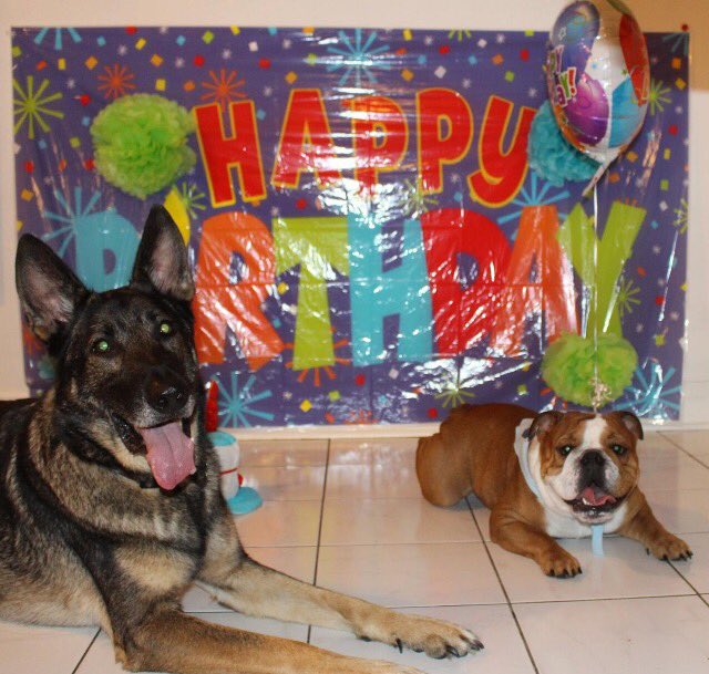 roxieheitmeier's tweet photo. Soo Sloppy is about to turn 1 so my sister had a photoshoot at his birthday party... https://t.co/xa4MOK1Hzo