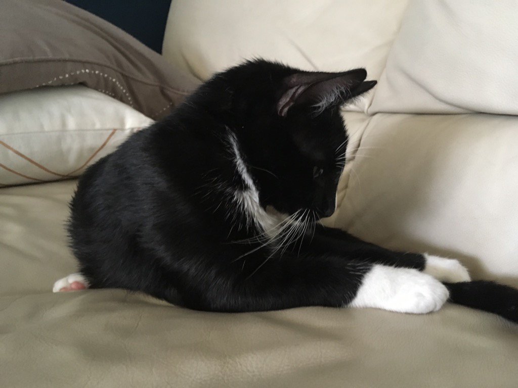 L_E_Neal's tweet photo. "In the end, we're all obsessed with our own tail." https://t.co/lNgf4wdyxr