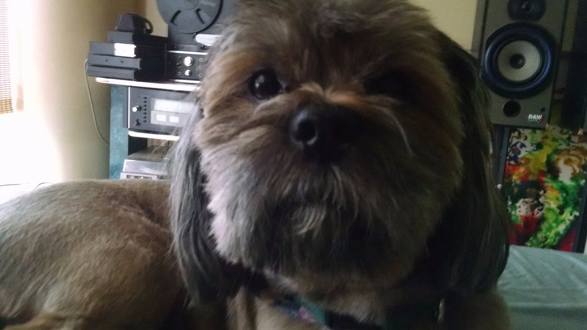 carsonkievman's tweet photo. Happy #NationalDogDay! #puppysmile dear Mookie (aka Huck Finn's dog Jupiter from @TESLA_Opera ) #Teslaopera #MarkTwain #NikolaTesla https://t.co/YWNKzTPd6g