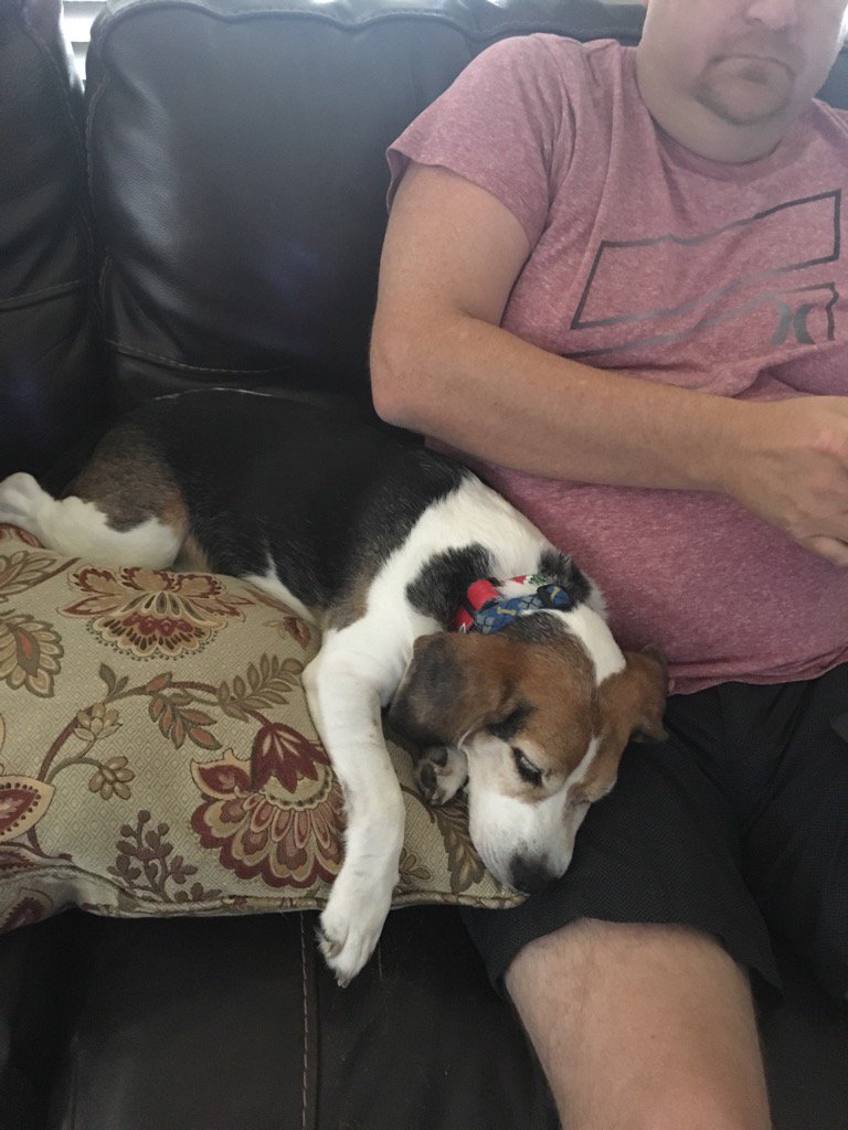 texas_beagles's tweet photo. Barney sleeping on Uncle Jimmy in Fort Worth. Evaluating is hard on a #Beagle. #Harvey2017 https://t.co/doydHusqcv