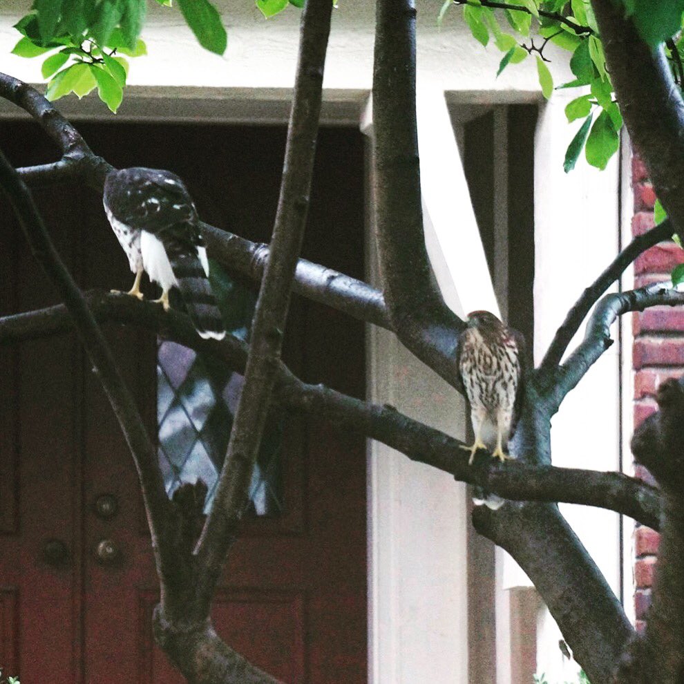 Rachel711's tweet photo. New neighbors in our hood--#CooperHawks. I guess our plethora of trees made it a great home for these guys... &amp; all the poor birdies. https://t.co/r4Kpb4vpGE