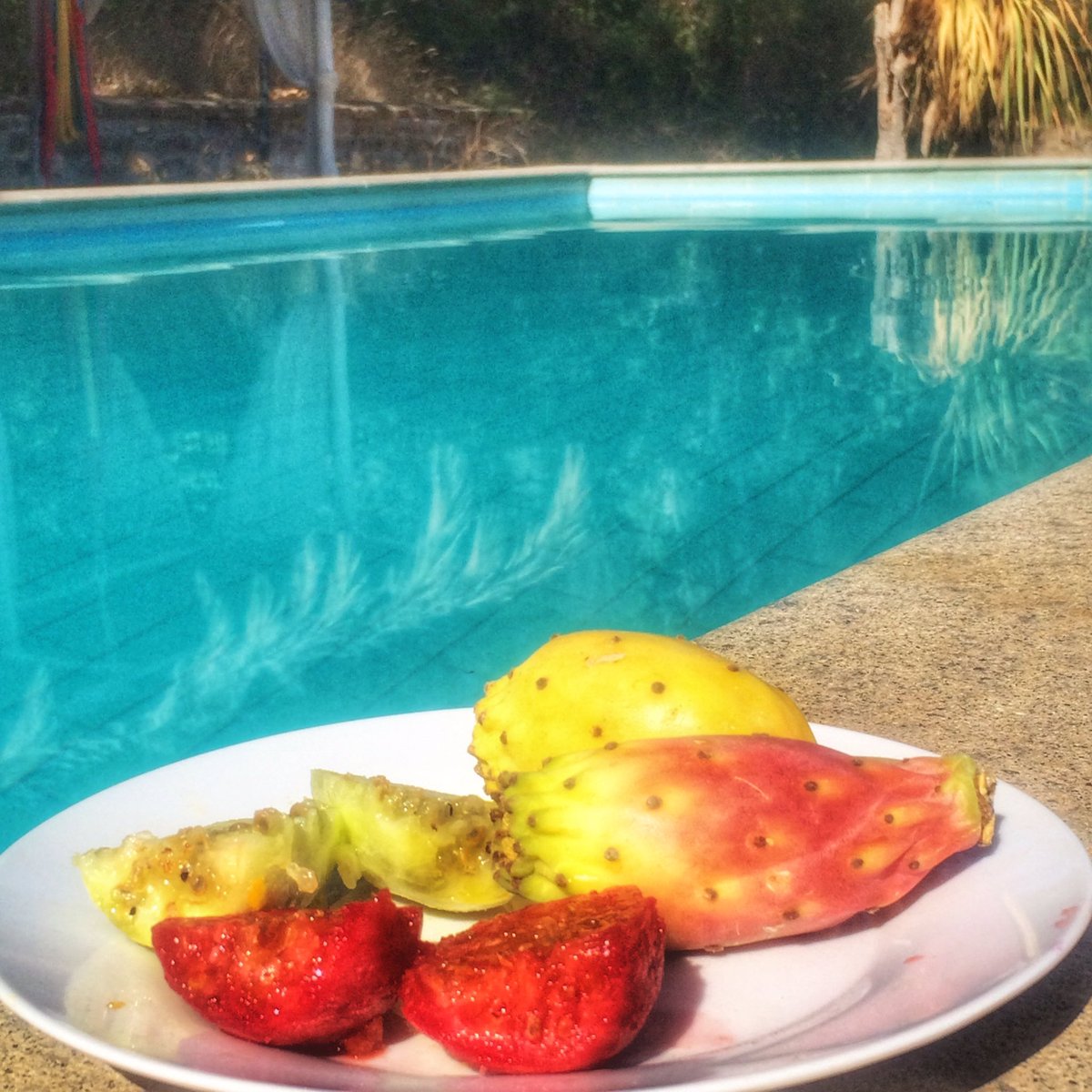 #ikvertrek #Italië #rome #lazio #Umbrië #zwembad #cactusvijgen #vakantie #special #Orvieto